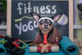Pet Fitness , sport and lifestyle concept. Funny dog Ã¢â¬â¹Ã¢â¬â¹in sportswear in training,